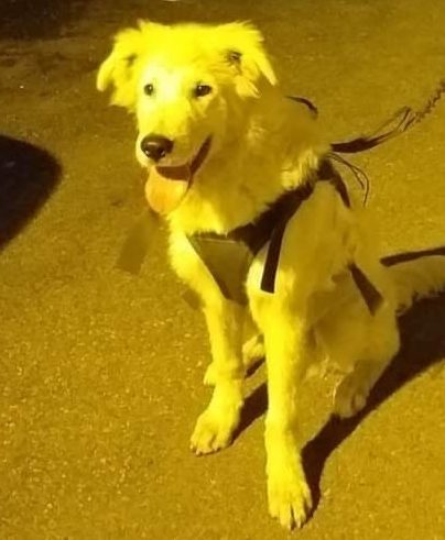 Poesia per gli animali