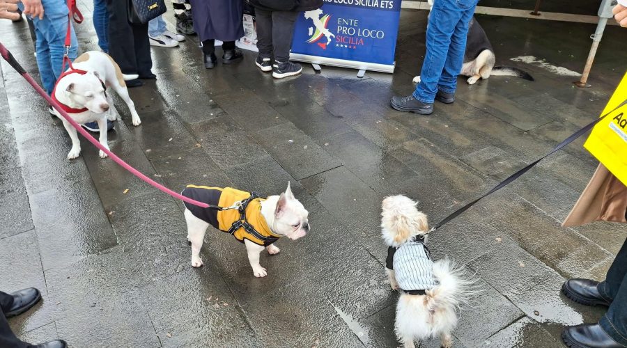 Giarre – Benedizione degli animali 03