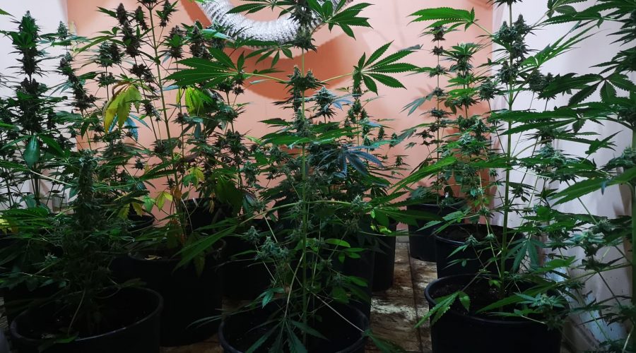 Aveva creato una serra di marijuana dentro casa: in manette 61enne