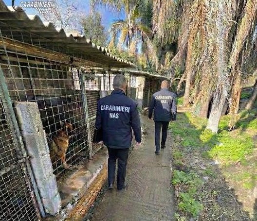 Denunciato dal Nas il titolare di un canile per aver detenuto animali da compagnia in condizioni incompatibili con la loro natura