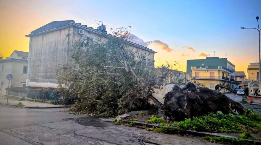 Mascali, il forte vento abbatte alberi. Il sindaco chiude le scuole