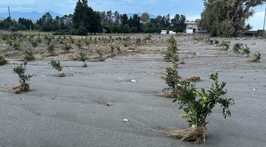 Agrumicoltura jonico-etnea in ginocchio, da Confagricoltura il grido d’aiuto: “Senza aiuti siamo destinati a morire”