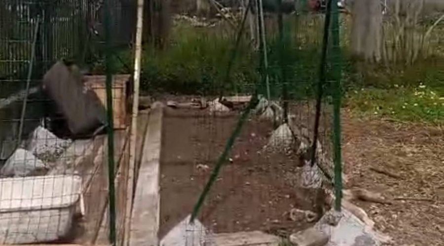 Mascali: strage di gatti collocati in un "gattile comunale". Infuriano le proteste