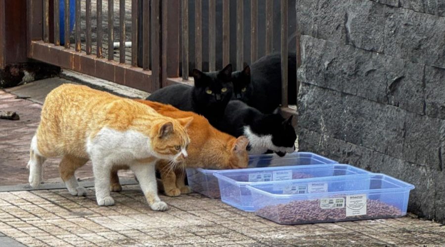 Dalle cure alle sbarre: il triste destino dei gatti del Mercato Ortofrutticolo di Giarre