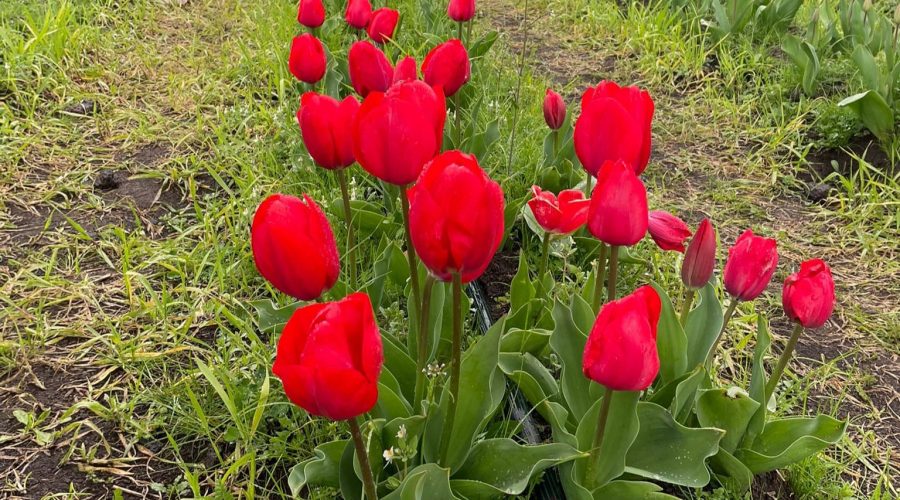 Amante profondo della poesia