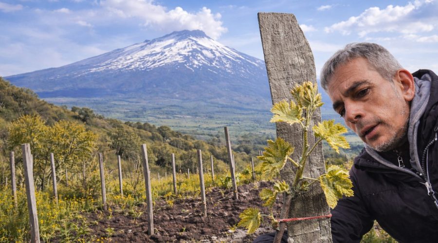 Randazzo, germogli anticipati in vigna tra innovazione agronomica e metodi empirici