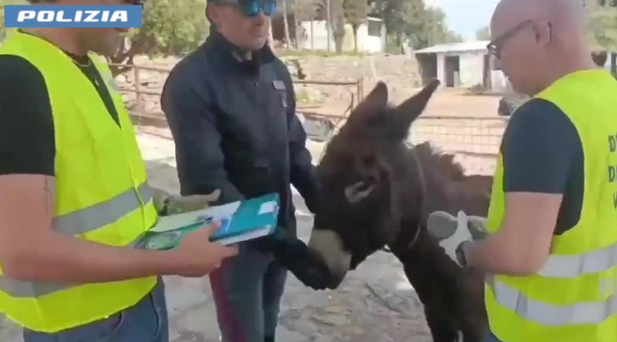 Scoperta fattoria abusiva con animali privi di microchip: sanzioni per oltre 30.000 euro VIDEO