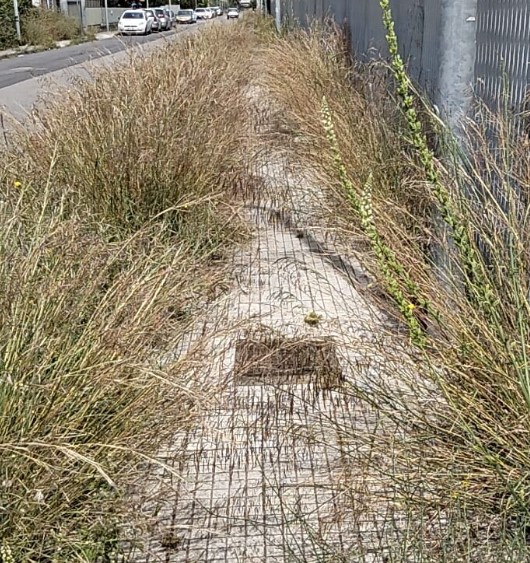 Giarre, via Trieste nel degrado: rovi, sterpaglie e marciapiedi impraticabili