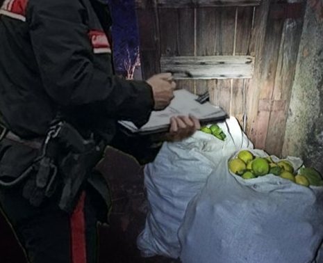 In tre tentano di rubare i limoni ma il proprietario se ne accorge, li insegue e spara: tutti denunciati