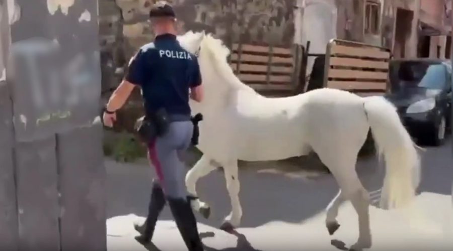 Operazione “zoccolo duro”: denunciate 7 persone per maltrattamento di animali. Sequestrati 23 cavalli e farmaci dopanti VIDEO