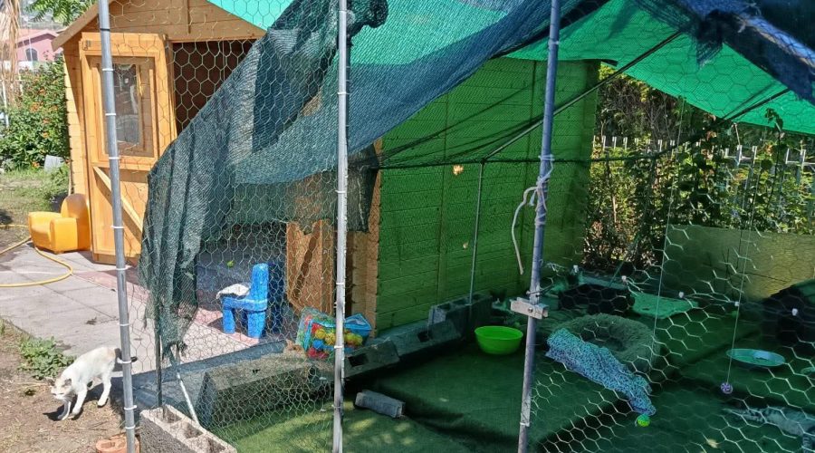 Grave atto vandalico ai danni della colonia felina di via Neri a Mascali