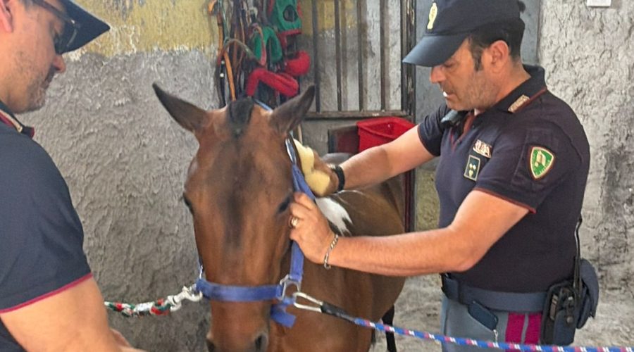Maltrattamento di animali: sequestrati un pony e due cani. Denunciato 42enne