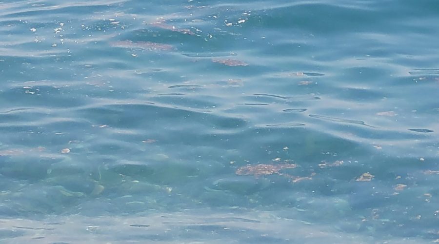 Inquinamento del mare, il Comune di Mascali scrive al Commissario Unico per la Depurazione. Convocato un vertice il 30 giugno