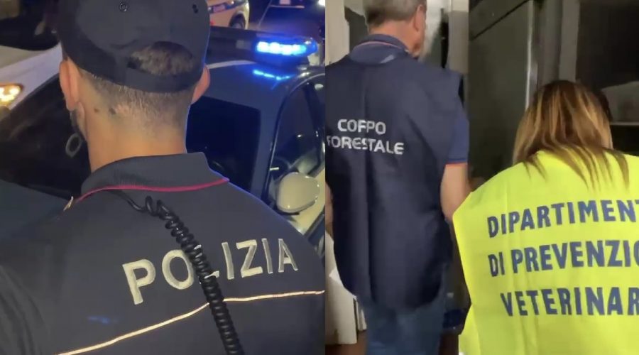 Prodotti ittici non tracciati e lavoro nero: sanzionati per circa 24 mila euro due ristoranti VIDEO