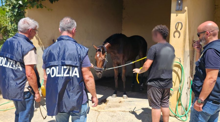 Sventata una corsa clandestina di cavalli: denunciati in nove