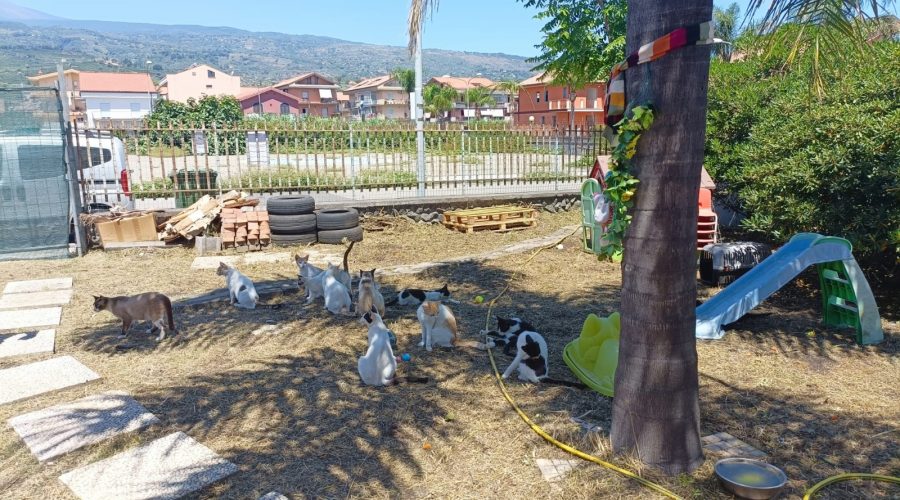 Colonia felina di Mascali, il Tar dà ragione alle associazioni e annulla il diniego del Comune al rinnovo del tutore della colonia felina di via Simone Neri
