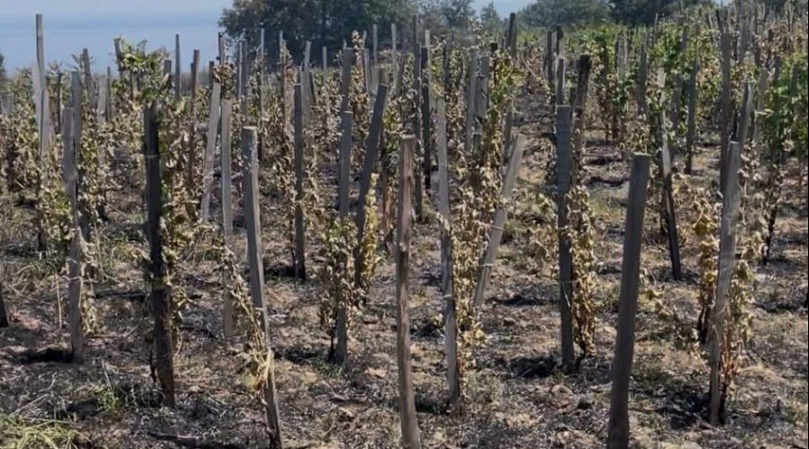 Incendio a Zafferana Etnea, bruciati ettari di terra coltivata