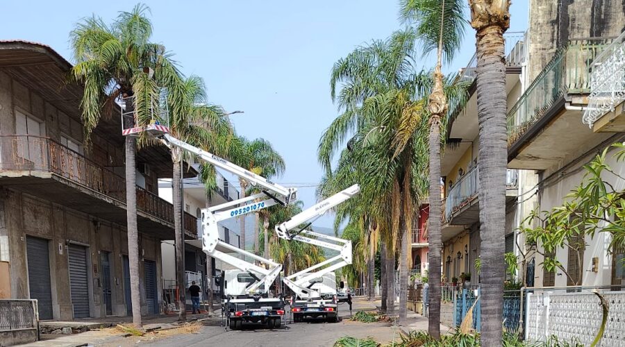 Fiumefreddo di Sicilia, al via gli interventi di messa in sicurezza e potatura delle palme di Corso Bellini