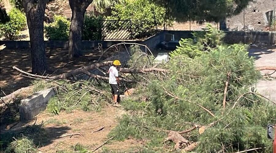 Giarre: alberi tagliati in via Emilia, l’intervento del Wwf