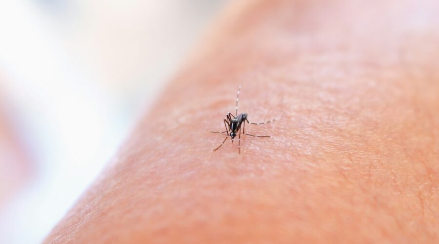 Punture di insetti in estate: quando è una reazione normale e quando chiamare il medico