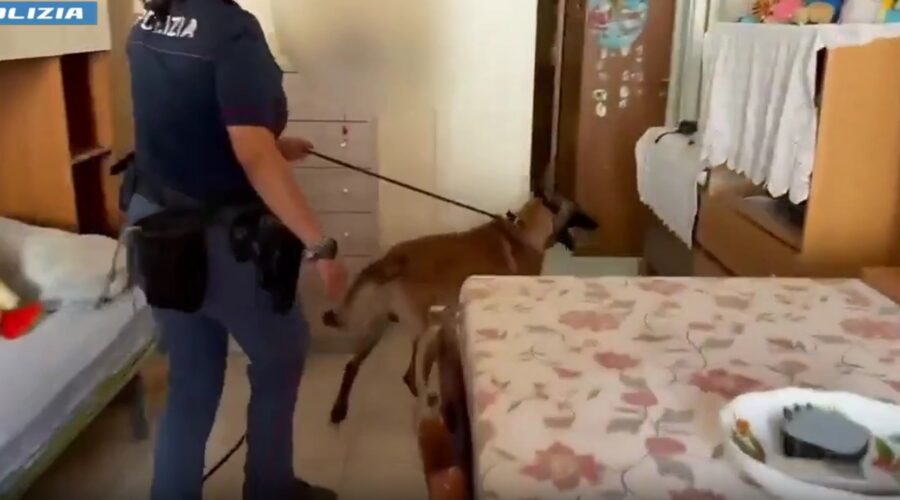 “Rex” trova la droga nella camera di un baby pusher di 14 anni