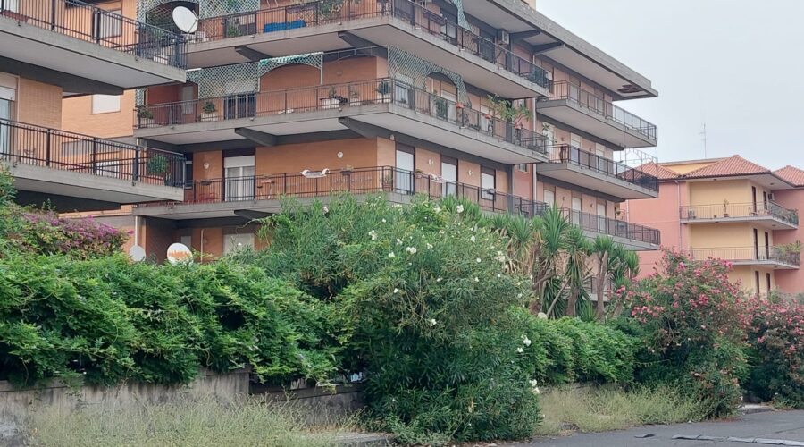 Giarre, alberi che sembrano siepi: da risorsa verde a simbolo di incuria