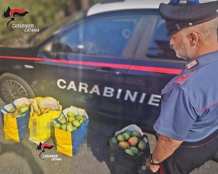 Sorpresi con 90 chili di mango appena rubati: denunciati un giarrese ed un ripostese