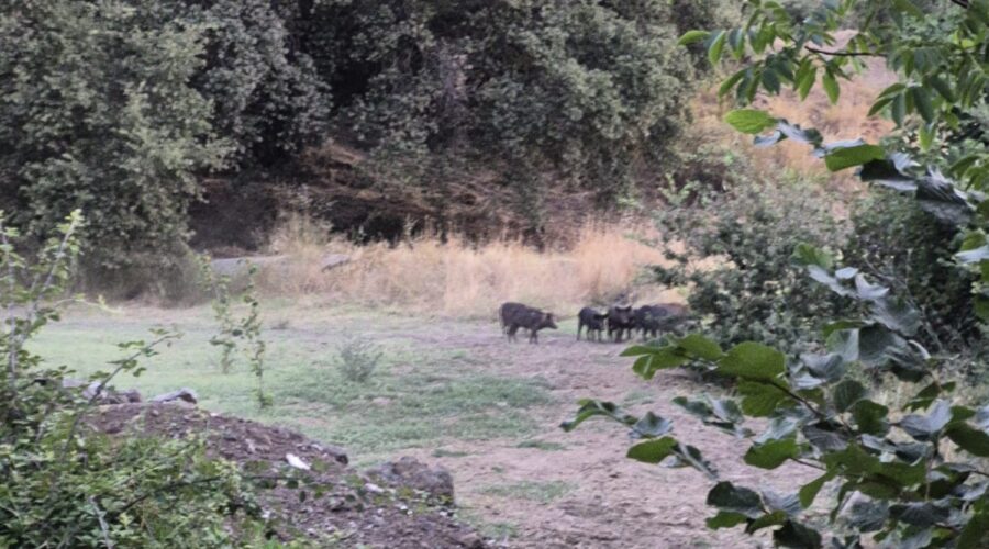 Allarme cinghiali nella Valle dell’Alcantara, Scuderi: «Serve una gestione coordinata»