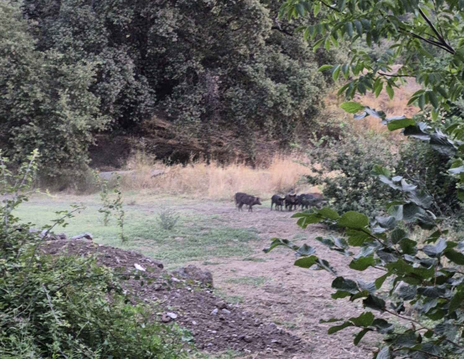 Allarme cinghiali nella Valle dell'Alcantara, Scuderi: &laquo;Serve una gestione coordinata&raquo;