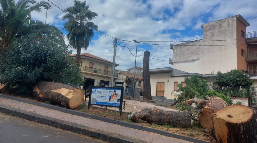 Giarre, rimossi i pini a Trepunti. Patanè: «Intervento necessario, arriveranno nuovi alberi»