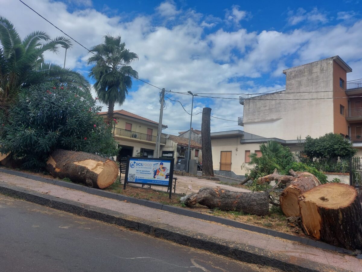Giarre, rimossi i pini a Trepunti. Patan&egrave;: &laquo;Intervento necessario, arriveranno nuovi alberi&raquo;