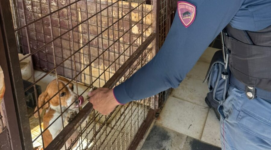Salvati 20 cuccioli di cane e 12 furetti: erano ammassati in gabbie sporche in un garage. Denunciato il proprietario VIDEO