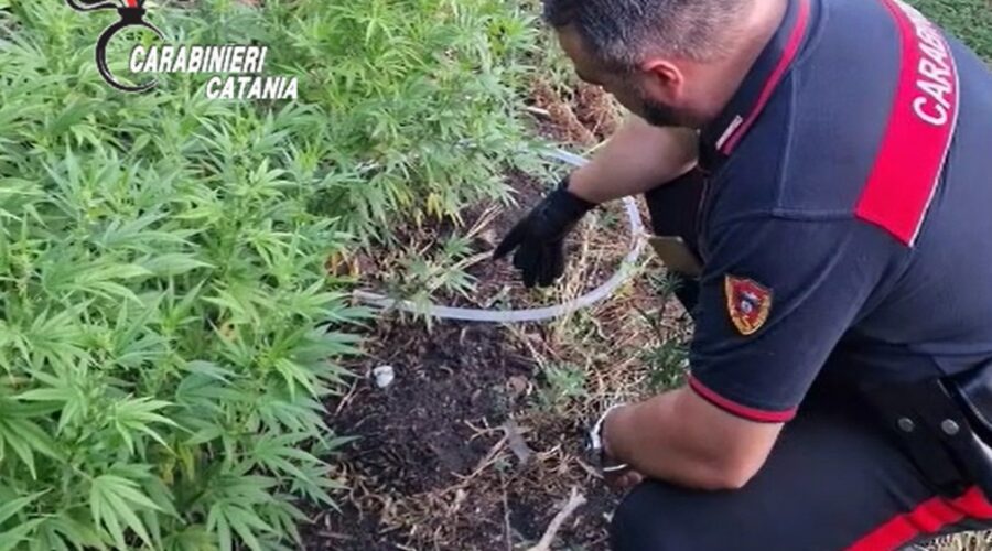 Giardino “segreto” con 15 piante di marijuana: il tubo dell’irrigazione incastra un 59enne di Linguaglossa VIDEO