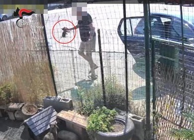 Quattro gattini lanciati nella colonia felina di Torre Archirafi: individuato e denunciato un 76enne