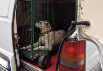 Giarre, un quartiere si mobilita per salvare un cane IL VIDEO DELLA PROTESTA