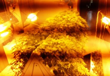 Intera palazzina dedicata alla produzione di &ldquo;canapa indiana&rdquo;. Arrestato il proprietario