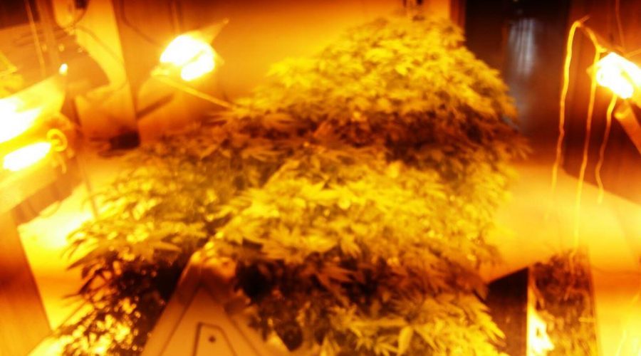 Intera palazzina dedicata alla produzione di “canapa indiana”. Arrestato il proprietario