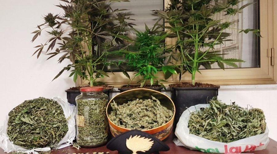 Castiglione: arrestato agricoltore dedito alla coltivazione di marijuana