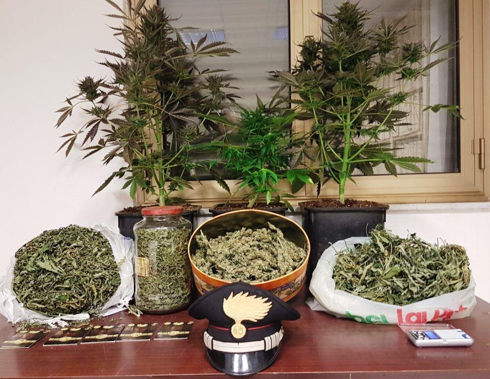 Castiglione: arrestato agricoltore dedito alla coltivazione di marijuana