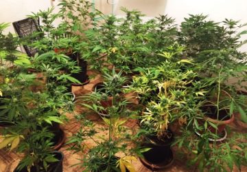 Scovata a Vaccarizzo piantagione di canapa indiana: Un arresto