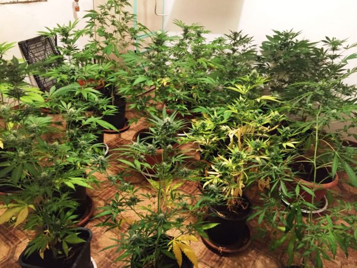 Scovata a Vaccarizzo piantagione di canapa indiana: Un arresto