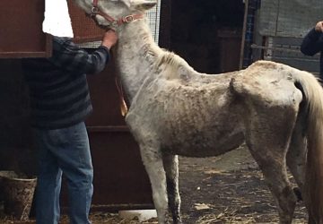 Animali maltrattati e denutriti: denunciato il proprietario