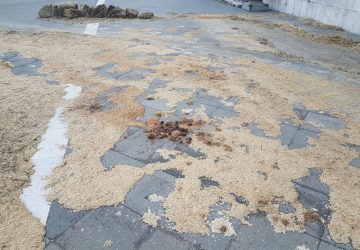 Giarre, piazza Duomo: dal salotto buono allo sterco del cavallo