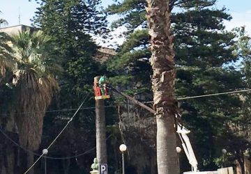 Giarre: intervento di rimozione palme infette e alberi pericolanti