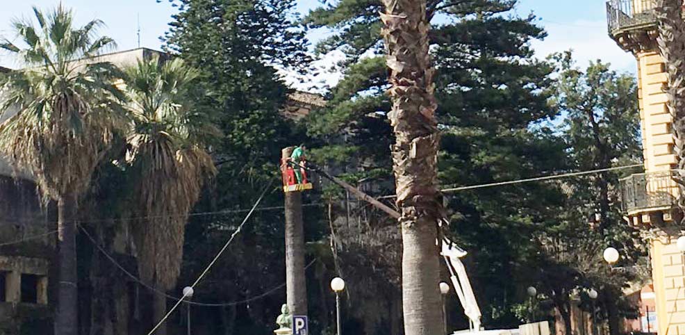 Giarre: intervento di rimozione palme infette e alberi pericolanti