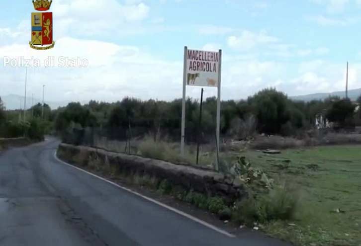 Belpasso, macellazione clandestina di animali: una denuncia VIDEO