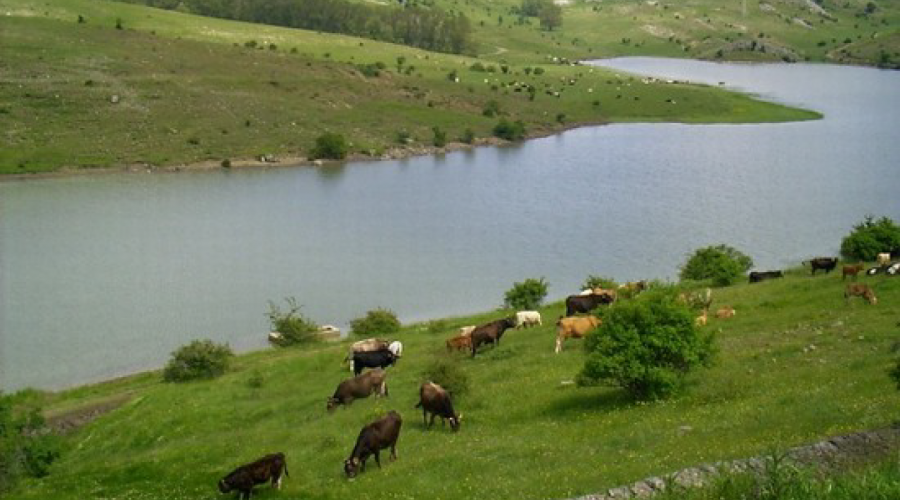 Randazzo: trovata carcassa di un animale che si teme sia morto a causa del carbonchio. Scatta l’allarme