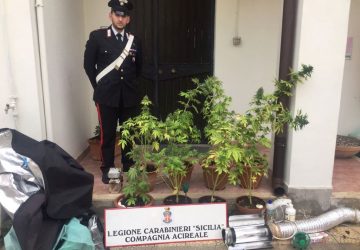 Acireale, scoperta serra casalinga di marijuana: manette per una coppia