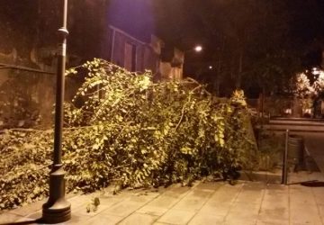 Giarre, raffiche di vento hanno abbattuto un albero in piazza De Andr&egrave;