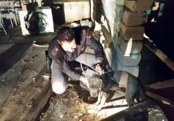 Nel suo capannone tir rubato e diversi animali in pessime condizioni. Denunciato